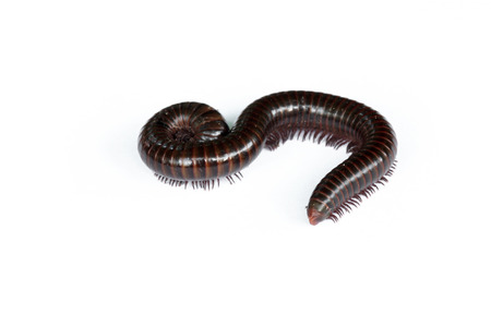 Selective focus millipede on white background.