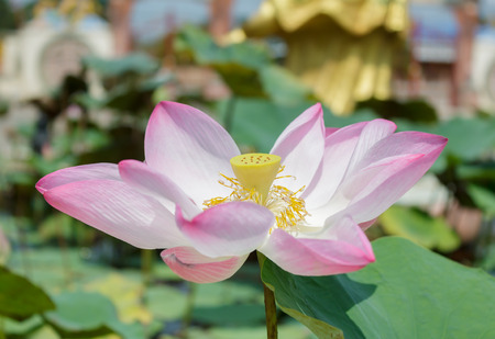 Beautiful pink lotus flower in tub at outdoor.の写真素材