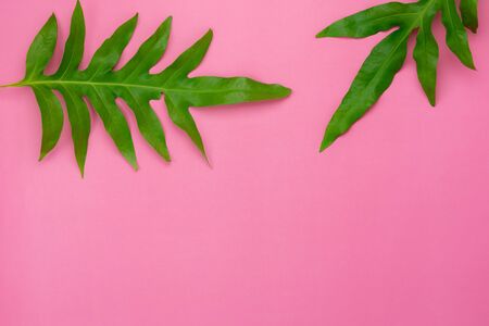 Table top view aerial image of summer season holiday background concept.Flat lay Philodendron selloum or palm green leaf on modern pink paper backdrop.Free space for creative design mock up text.の写真素材