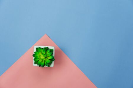 Table top view aerial image of minimal background concept.Flat lay tree in a pot on modern rustic pink & blue paper at home office desk.Duo backdrop with pastel tone.Free space for creative design.の写真素材