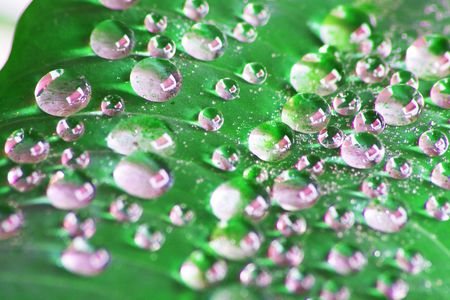 Fresh Water Drops on Green Plant Leaf