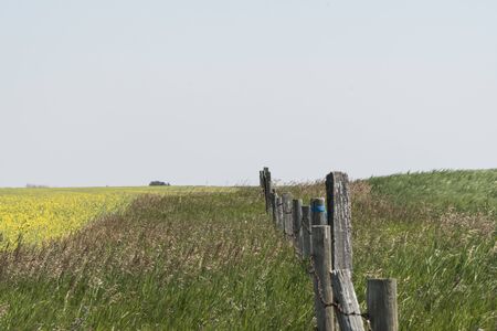 Canola Field Fenceの写真素材