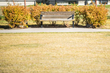 Park Bench Surrounded by Bush in autumn