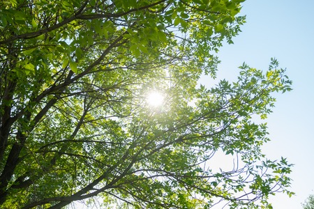 Trees in a park during bright summer day