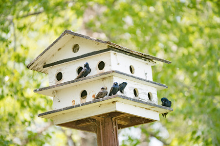 Birdhouse in outdoor national park in summerの写真素材