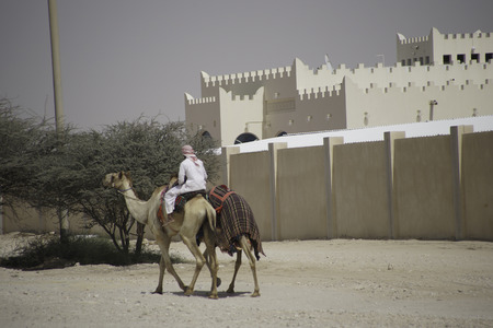 Man Riding Camel in a small town in Qatar