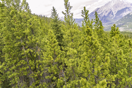 Trees on Mountain side under the Banff Gondola rideの写真素材