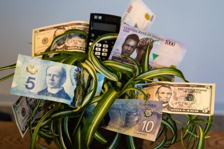 Office plant with American, Nigerian and Canadian bank notesの写真素材