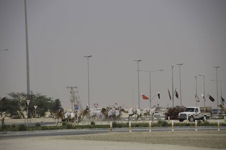 April 2 2019 - Al Shahaniya , Qatar - Camels being prepared for races