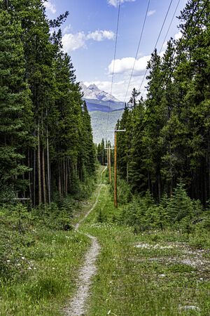 Forest footpath in the mountains - outdoor hiking trail