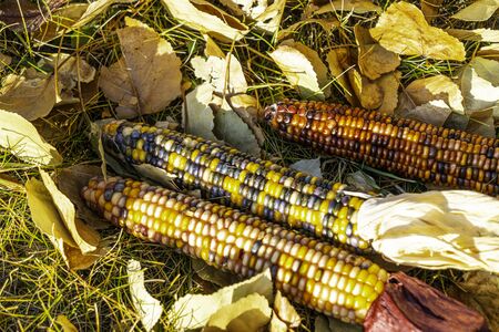 Ornamental corn on colorful fall autumn leaves