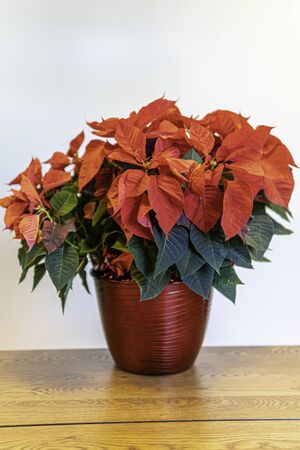 Red poinsettia flower arrangement for Christmas decorations. the Christmas Flowerの写真素材