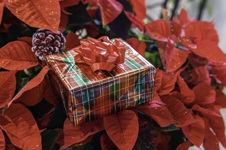 Christmas Poinsetta with presnts and gift boxの写真素材