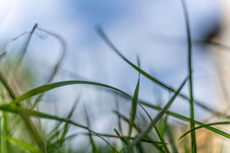 Grass in backyard lawn from ground level
