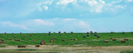 Bales of Hay on a farm field in Alberta After Harvestの写真素材
