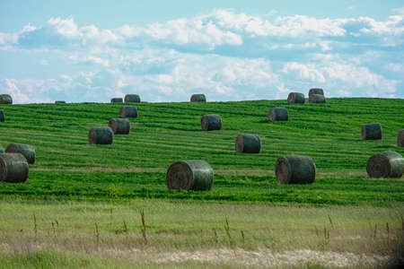 Bales of Hay on a farm field in Alberta After Harvest