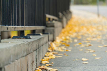 Brown leaves on a city walkway pavement and road in fall