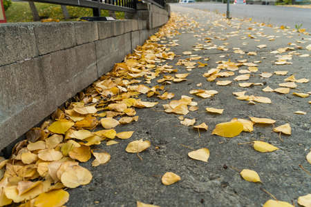 Brown leaves on a city walkway pavement and road in fallの写真素材