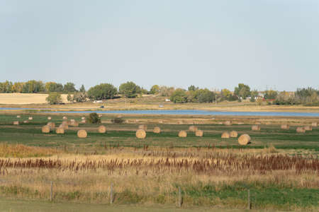 Bales of Hay on farm field after harvest