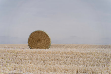 Stack of bales of hay on farm field in winterの写真素材
