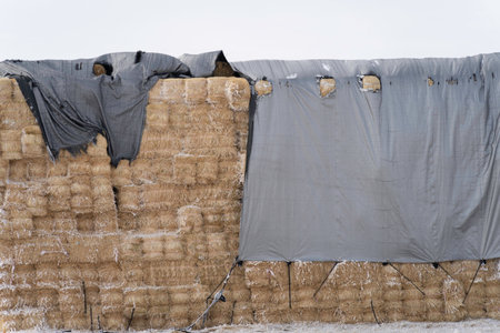 Stack of bales of hay on farm field in winter