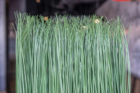 Grass in restaurant used as interior decor