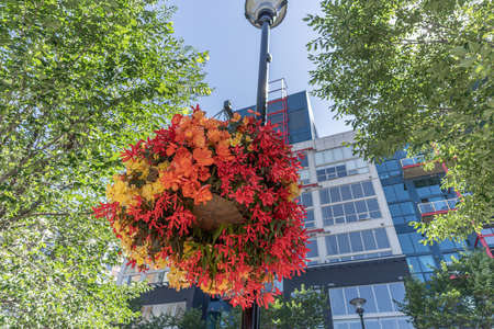 Hanging flower baskets on Calgary downtown streets in summerの写真素材