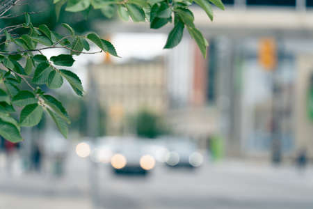 Tree on street sidewalk with cars passing byの写真素材