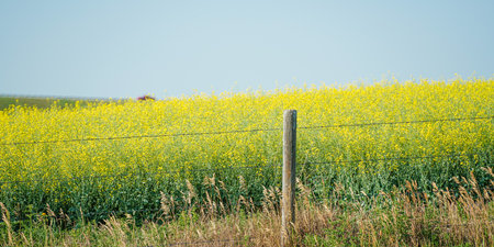 Organic Canola field behind a fence postの写真素材