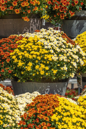 Flowers on display at a homeware storeの写真素材