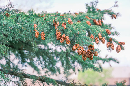 Green spruce branches with needles and cones in springの写真素材