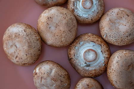 Collection of fresh Edible Mushrooms ready to cookの写真素材