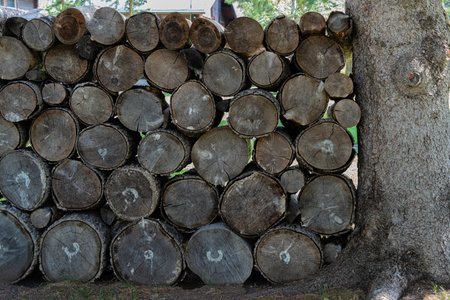 Stock of Logs to be cut into firewood for winter