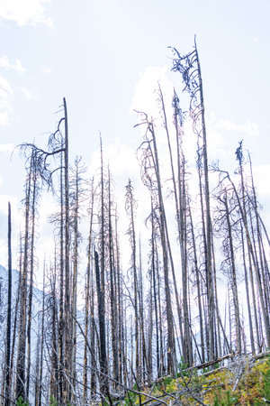 Burnt trees after devastating forest wildfireの写真素材