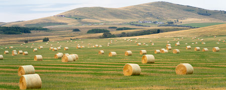 Bales of Hay on a farm field in Alberta