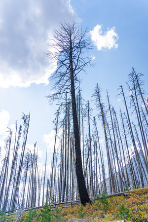 Burnt trees after devastating forest wildfireの写真素材