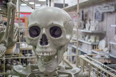 Halloween Skulls on display at a shopの写真素材