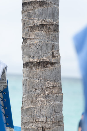 coconut tree trunk on seaside beachの写真素材