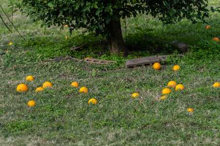An Orange tree with fruit in house backyardの写真素材
