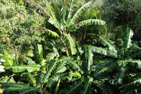 banana trees on a far from aboveの写真素材