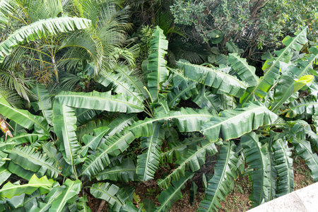 banana trees on a far from aboveの写真素材