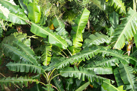 banana trees on a far from aboveの写真素材