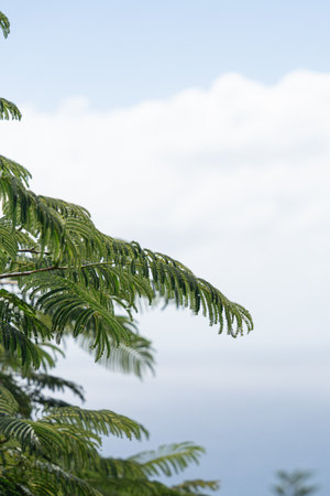 Leaves on a branch with ocean sea in backgroundの写真素材