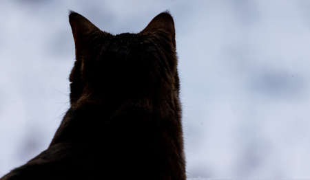 Cat silhouette from behind with ears up looking forwardの写真素材