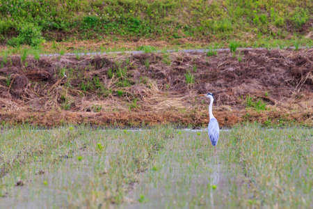 Grey heron extends it long neck while patiently fishing in flooded fieldの写真素材
