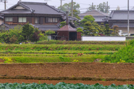 Small fox visits farmland in rural Japanese neighborhoodの写真素材
