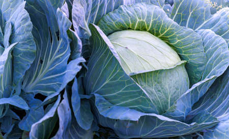 Closeup of large head of cabbage and leafy greens in fieldの写真素材