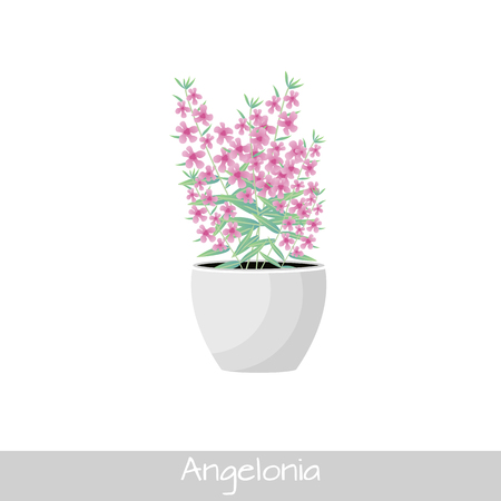 Vector Illustration. Plant in pot. Angelonia flower. Flat styleのイラスト素材