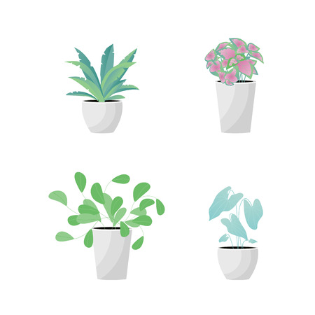 Vector Illustration. Plants in pot. Aslenium, Salvia Officinalis, Coleus, Caladium flower. Flat styleのイラスト素材