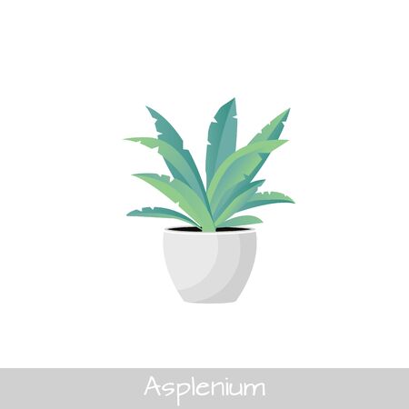 Vector Illustration. Plant in pot. Asplenium flower. Flat styleのイラスト素材